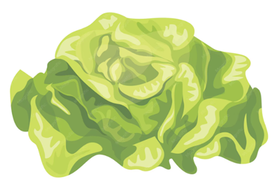 Lechuga